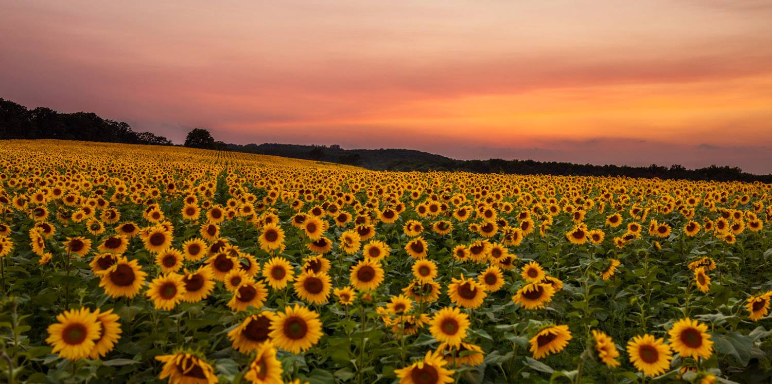 Robert S. Sunflowers at sunset photo