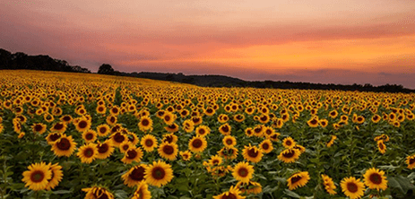 sunflower-field.png