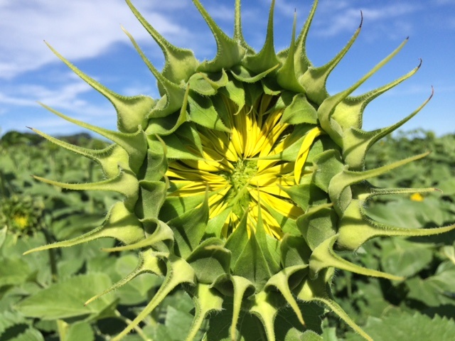 Pope Farm Sunflowers 2015 – Ready to pop