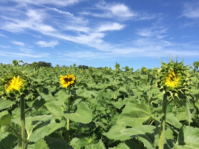 Pope Farm Sunflowers 2015 – Ready to pop