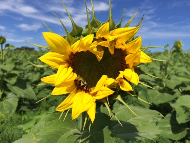 Pope Farm Sunflowers 2015 – Ready to pop