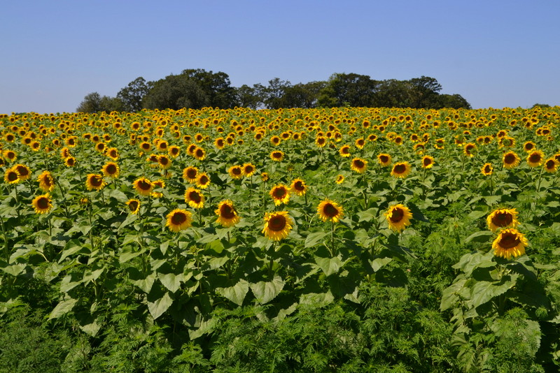 pope farm sunflowers 8/2/2015