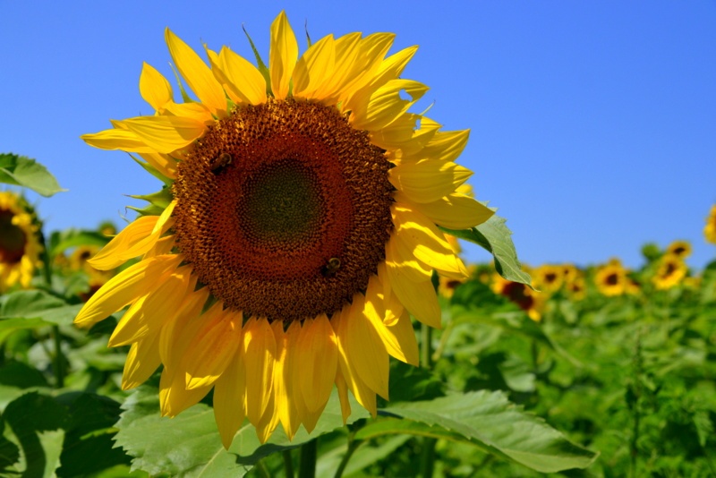 pope farm sunflowers 8/2/2015