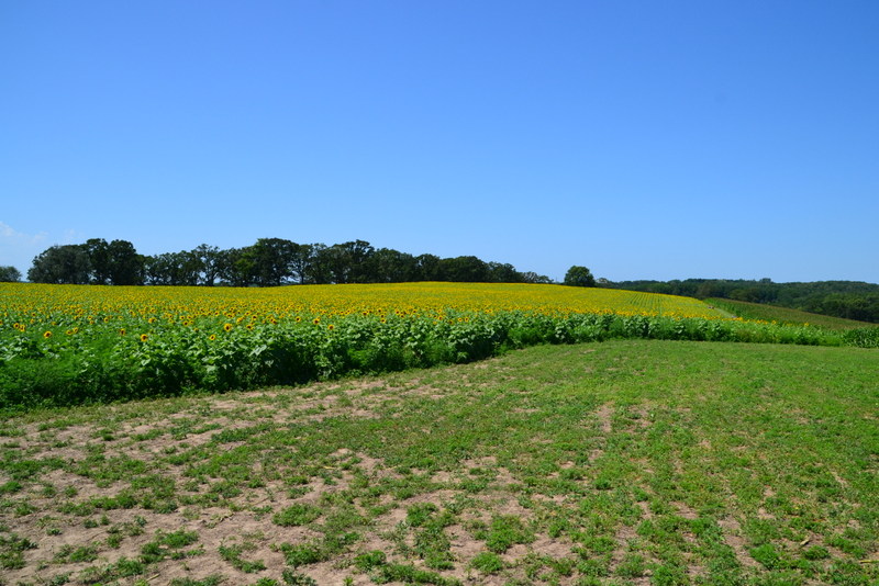 pope farm sunflowers 8/2/2015