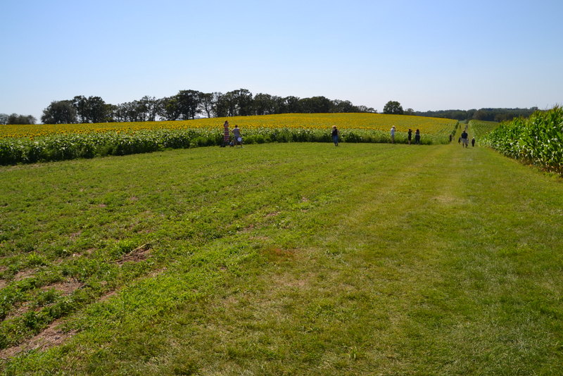 pope farm sunflowers 8/2/2015