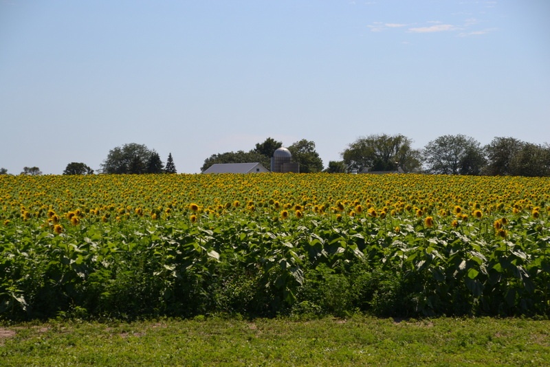 pope farm sunflowers 8/2/2015