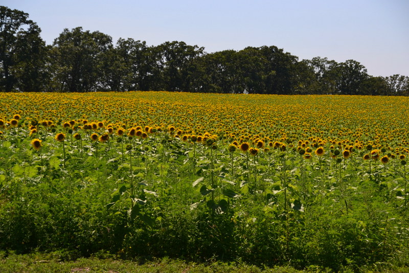 pope farm sunflowers 8/2/2015