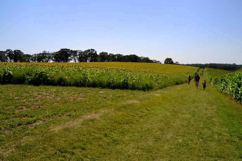 pope farm sunflowers 8/2/2015