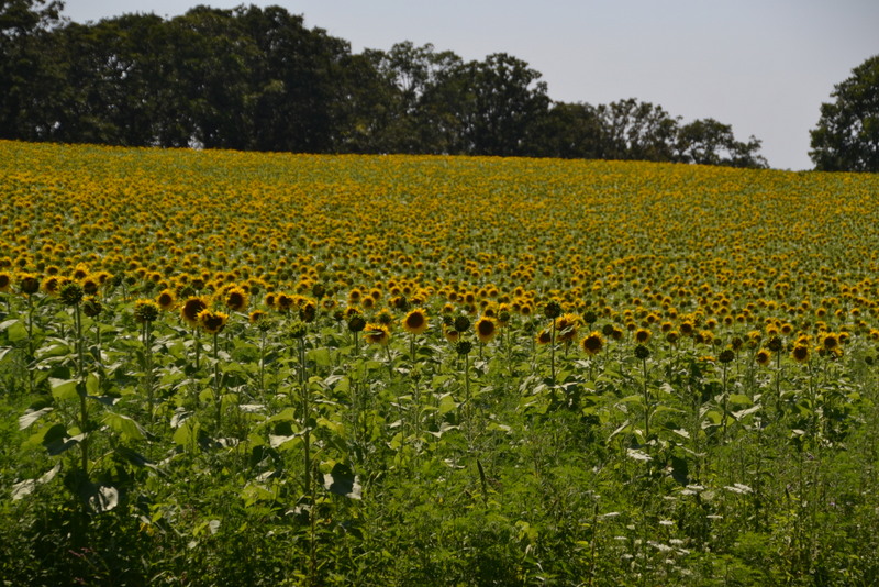 pope farm sunflowers 8/2/2015