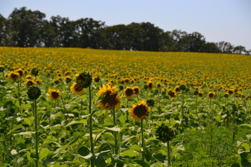 pope farm sunflowers 8/2/2015