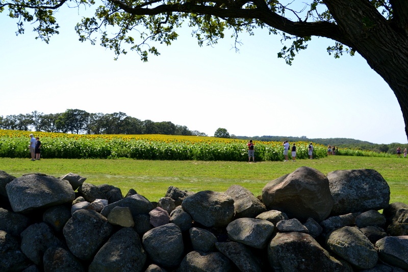 pope farm sunflowers 8/2/2015