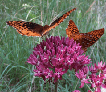 Purple Milkweed