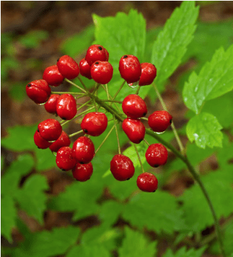 Red Baneberry