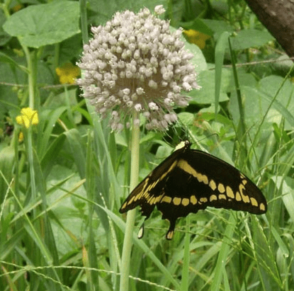 wild leek