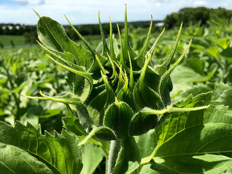 7.12.16-FOPFC Pope Farm Conservancy sunflower-bud