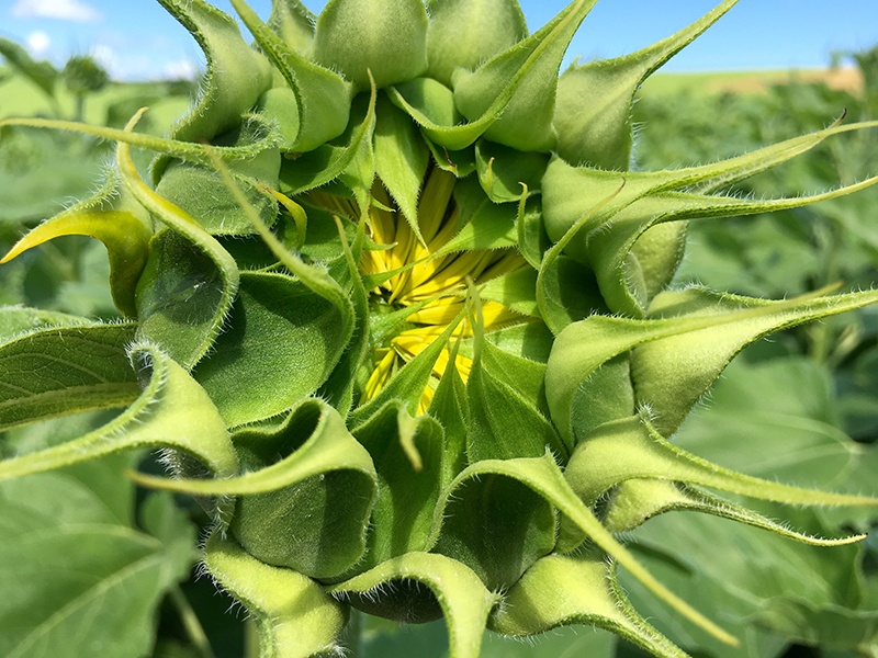 7.16.16-sunflower-bud-800ox