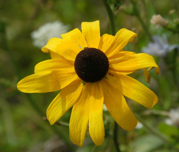 Black_eyed_susan