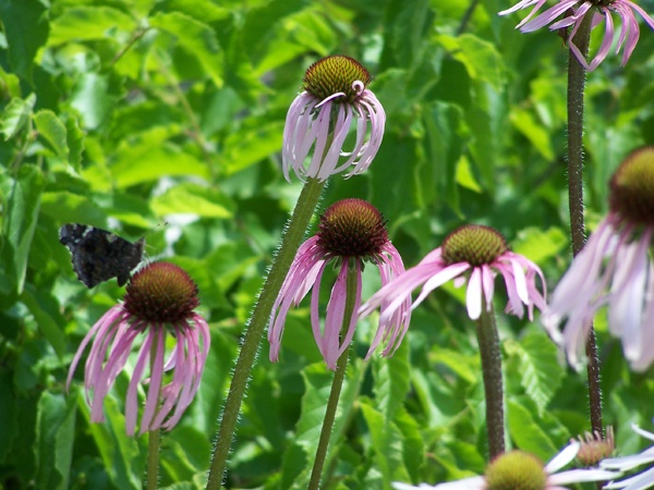 Echinacea