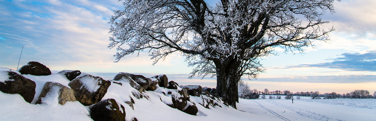 Slideshow Aaron Leist – Oak Tree Snow on fence