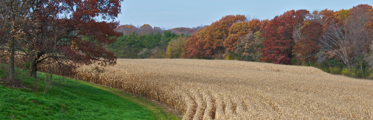 Slideshow  Autumn Corn