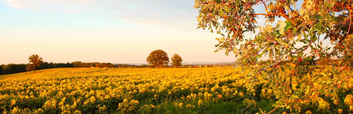 Slideshow flower field – view to east