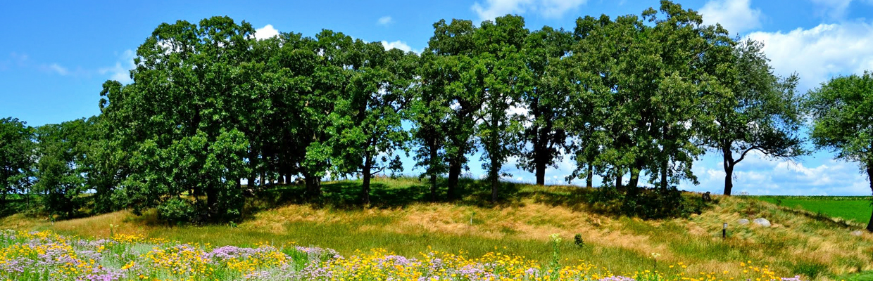 Slideshow oak savanna