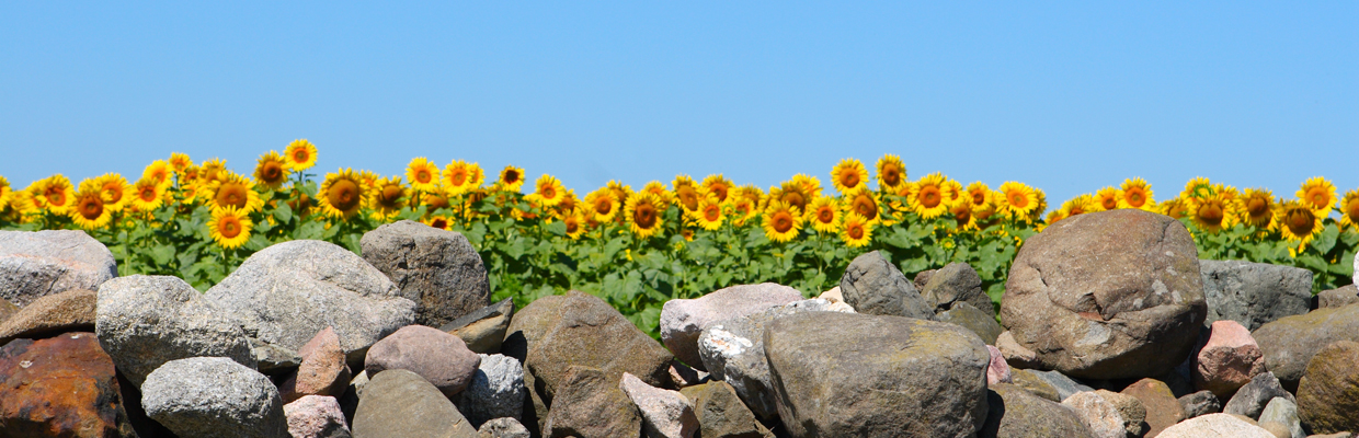 Slideshow rock wall sunflowers