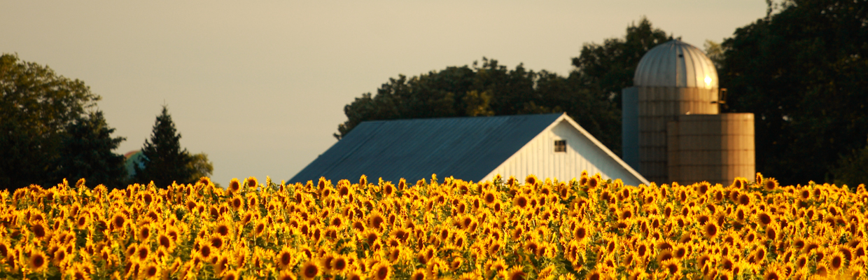 Slideshow sunflower – barn