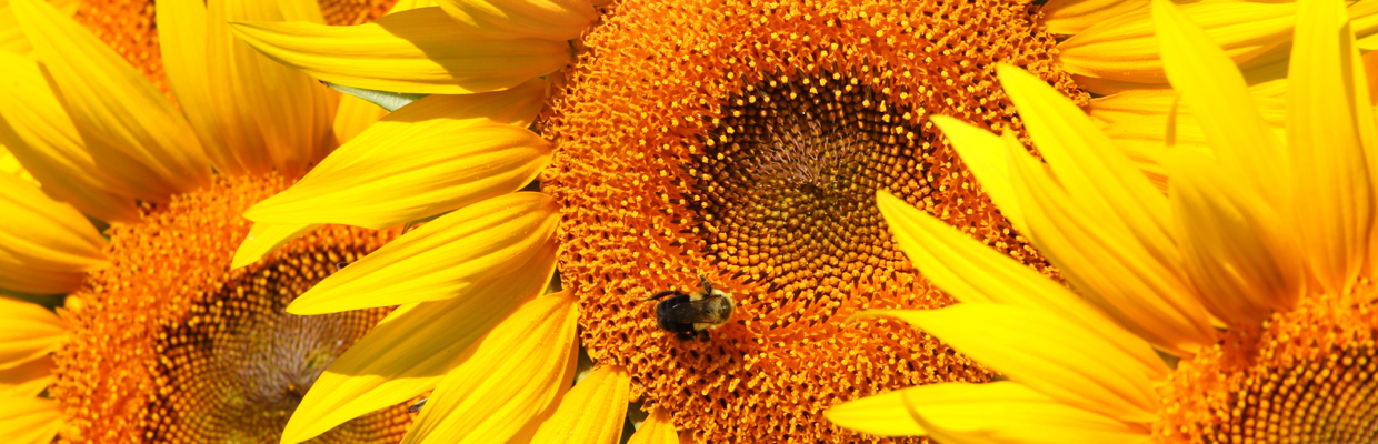 Slideshow sunflower-bee