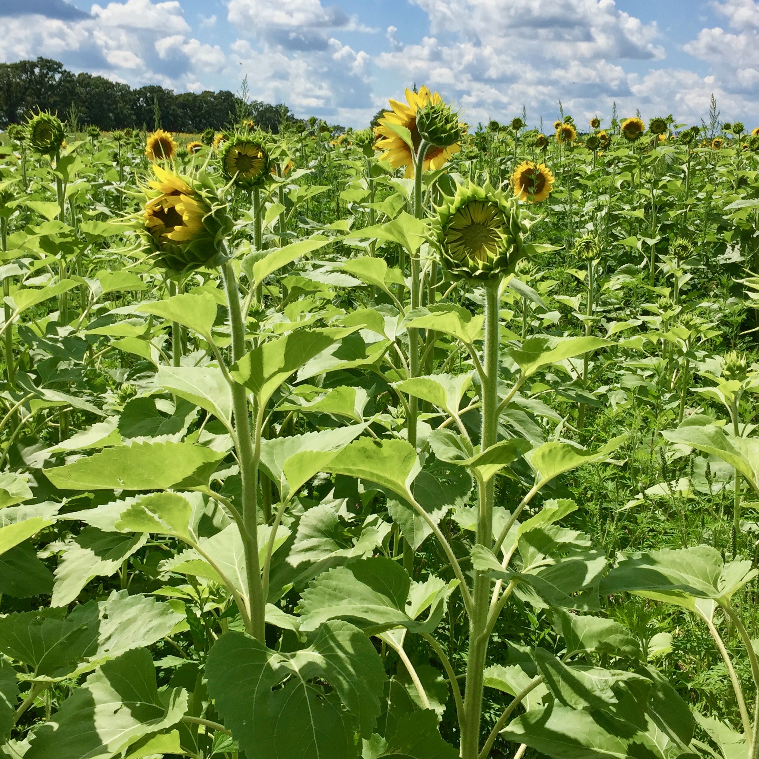 sunfowers aug 7