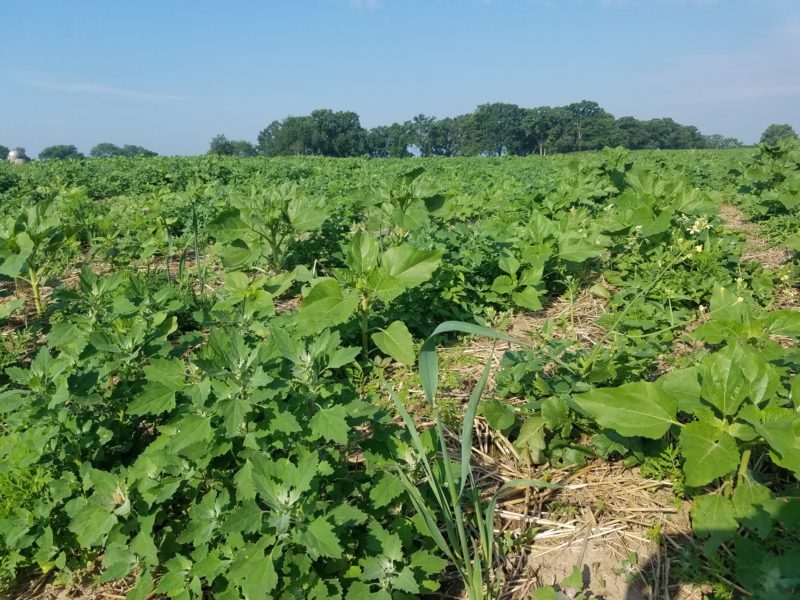 sunflower field 1