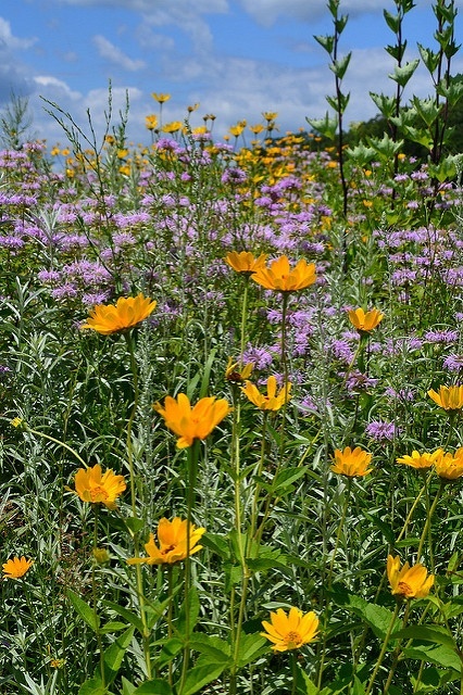 wheat field prairie