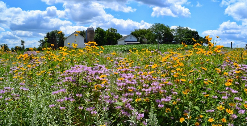 prairies