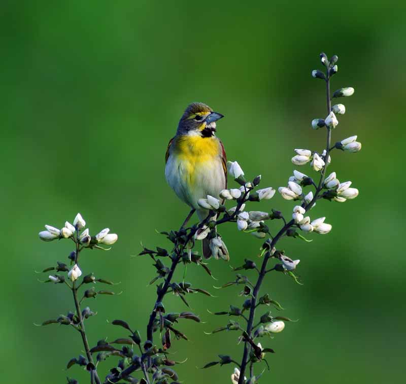 Birding Tour – Mike McDowell