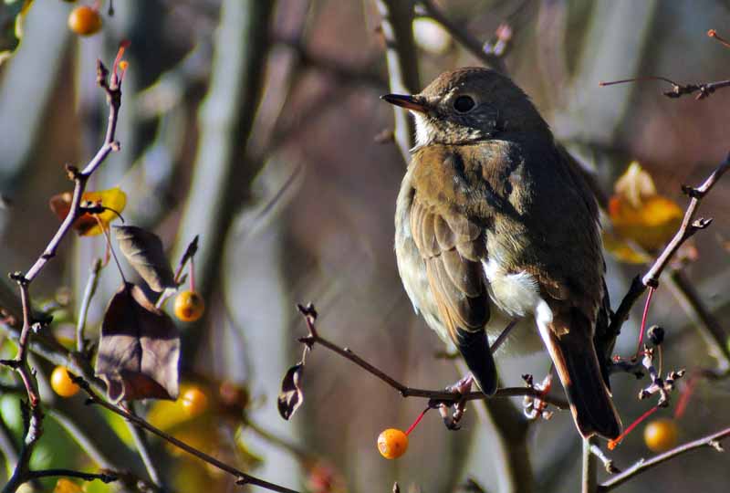 Fall Migration Birding Walk – Mike McDowell