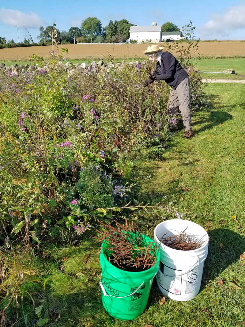 Prairie Seed Collection – Janie Starzewski