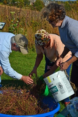 prairie seed collection