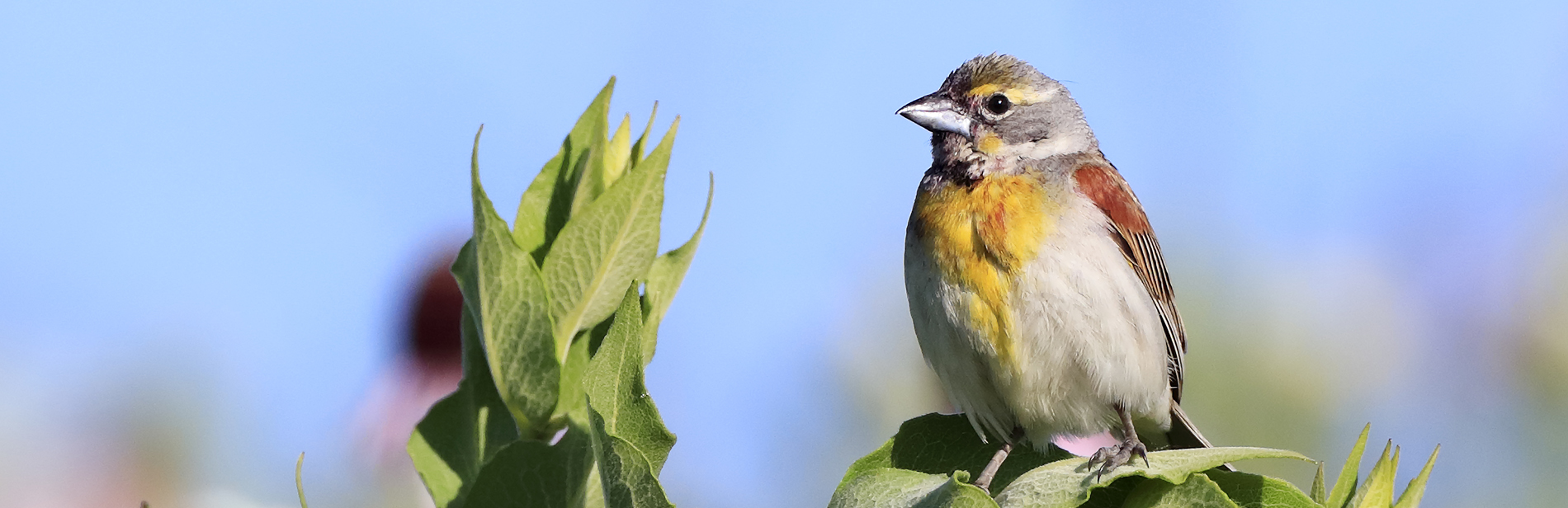 Migratory Birding Tour by Bryan Palchik