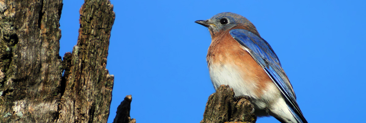 bluebird banner 2