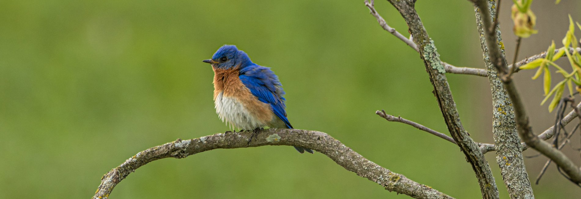 bluebird-banner