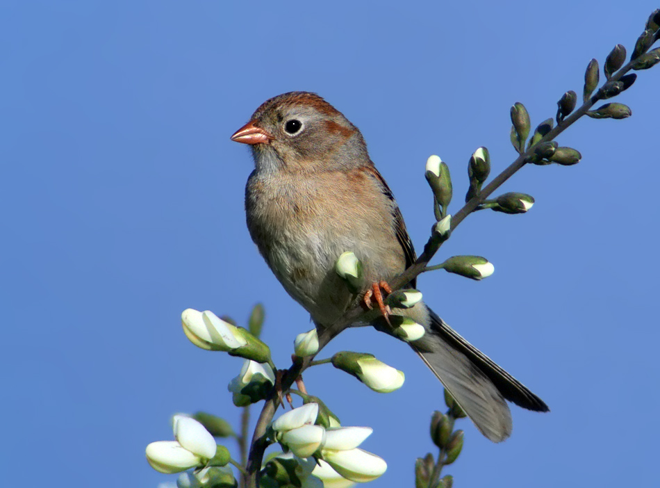 mike-mcdowell-birds-1