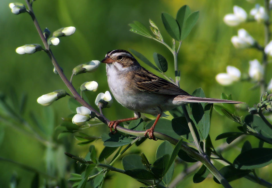 mike-mcdowell-birds-2