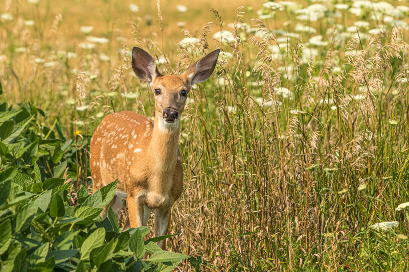 fawn-at-pope-farm