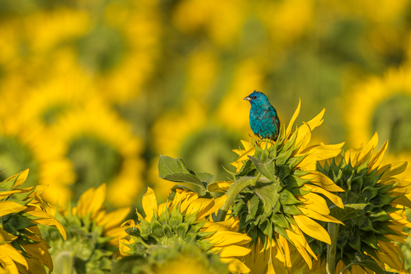 indigo-bunting-on-sunflower-rona-neri