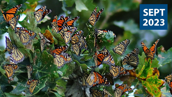 monarch-tagging-2023-graphic-1