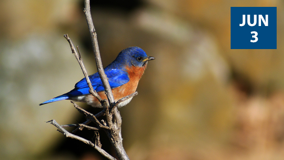 spring-migration-birding-tour