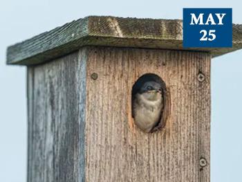 2024-nest-box-tour